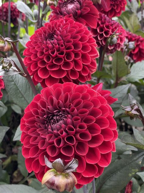 baccara dahlia